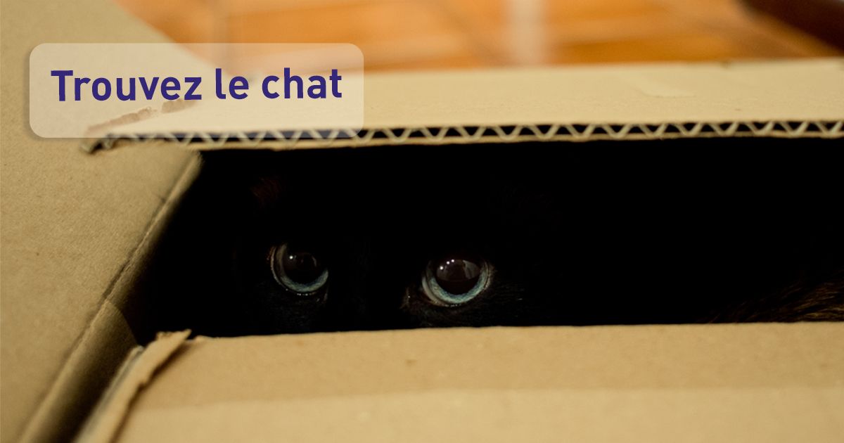 Comment Rassurer un Chat Peureux